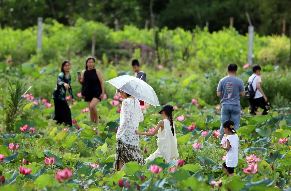 Vẻ đẹp đầm sen Trà Lý (Đà Nẵng) - Ảnh 4. Vẻ đẹp đầm sen Trà Lý (Đà Nẵng) - Ảnh 4.