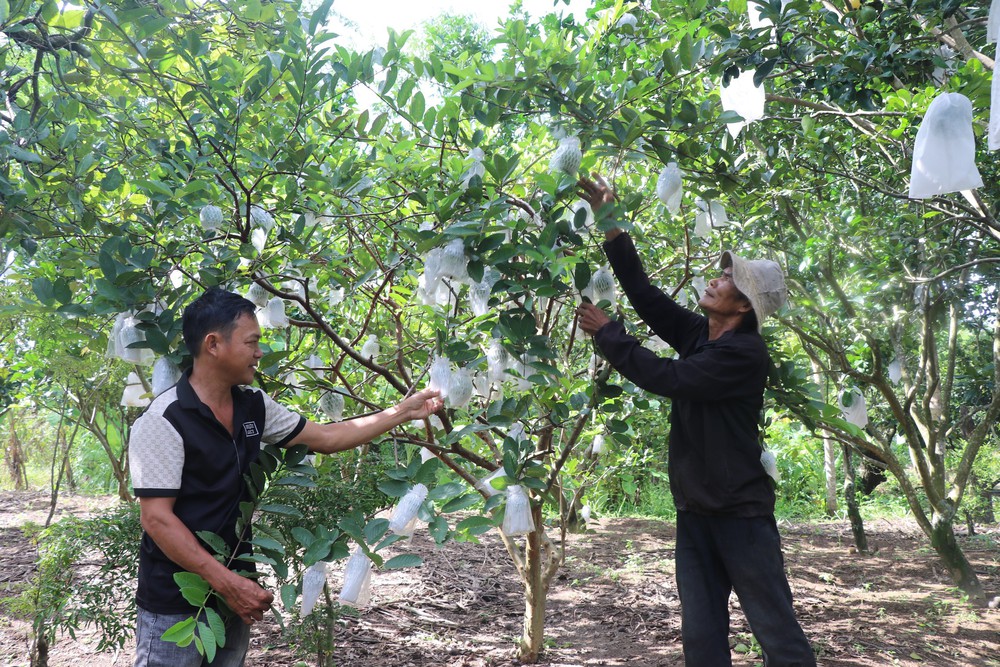 Kết nối du lịch biển đảo với văn hóa đại ngàn Tây Nguyên - Ảnh 3. Kết nối du lịch biển đảo với văn hóa đại ngàn Tây Nguyên - Ảnh 3.