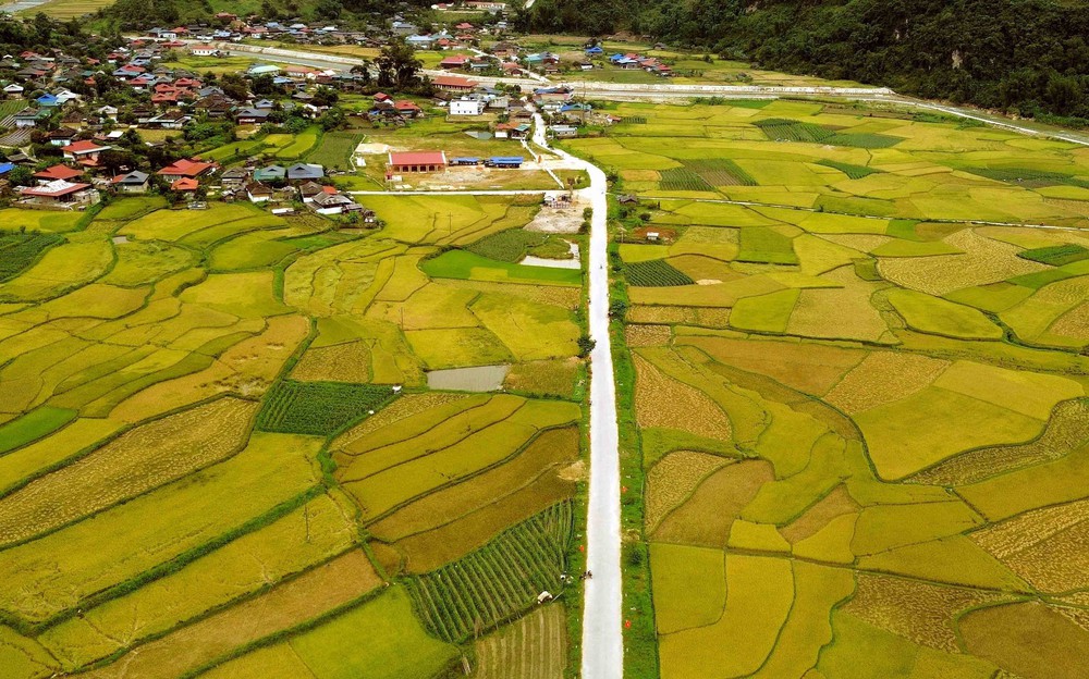 Mùa vàng ở Ngọc Chiến, Sơn La - Ảnh 7. Mùa vàng ở Ngọc Chiến, Sơn La - Ảnh 7.