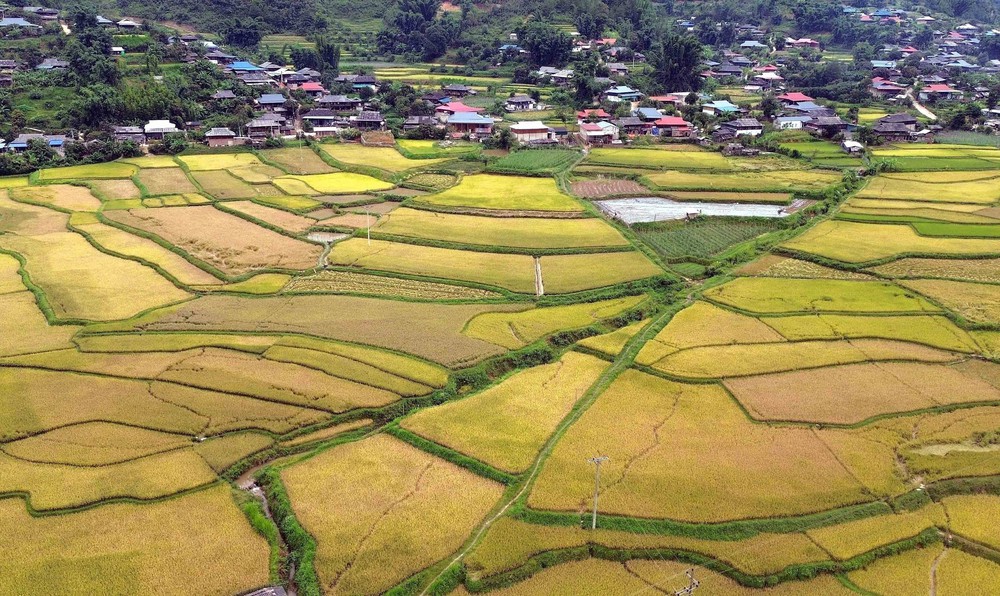 Mùa vàng ở Ngọc Chiến, Sơn La - Ảnh 1. Mùa vàng ở Ngọc Chiến, Sơn La - Ảnh 1.