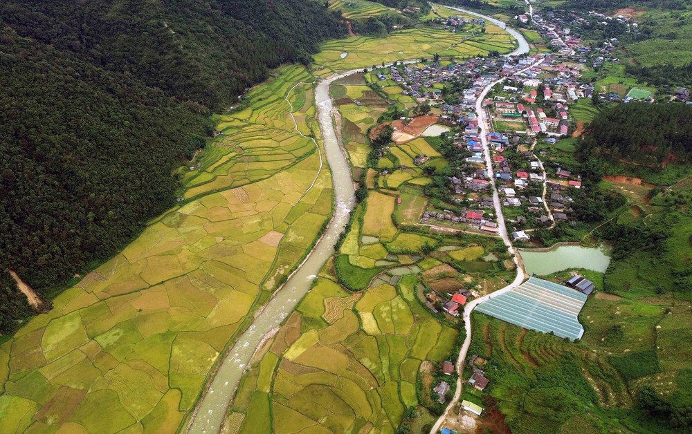 Mùa vàng ở Ngọc Chiến, Sơn La - Ảnh 4. Mùa vàng ở Ngọc Chiến, Sơn La - Ảnh 4.