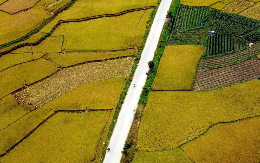 Mùa vàng ở Ngọc Chiến, Sơn La - Ảnh 3. Mùa vàng ở Ngọc Chiến, Sơn La - Ảnh 3.