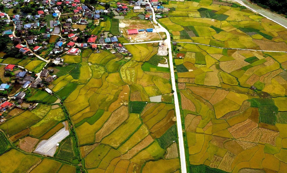 Mùa vàng ở Ngọc Chiến, Sơn La - Ảnh 2. Mùa vàng ở Ngọc Chiến, Sơn La - Ảnh 2.