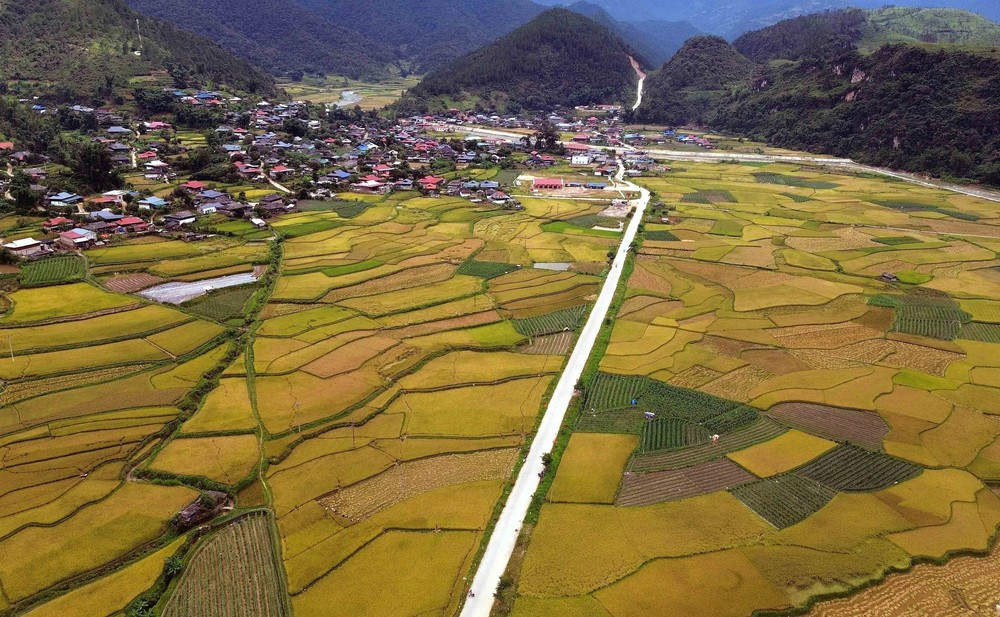 Mùa vàng ở Ngọc Chiến, Sơn La - Ảnh 5. Mùa vàng ở Ngọc Chiến, Sơn La - Ảnh 5.