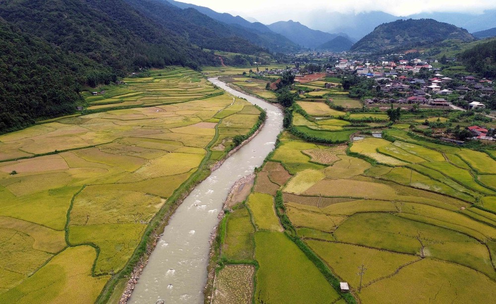 Mùa vàng ở Ngọc Chiến, Sơn La - Ảnh 8. Mùa vàng ở Ngọc Chiến, Sơn La - Ảnh 8.