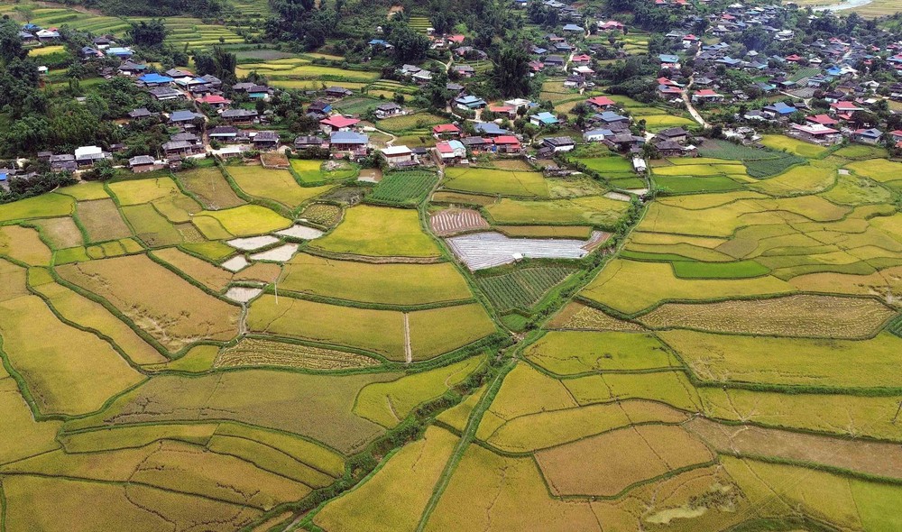 Mùa vàng ở Ngọc Chiến, Sơn La - Ảnh 12. Mùa vàng ở Ngọc Chiến, Sơn La - Ảnh 12.