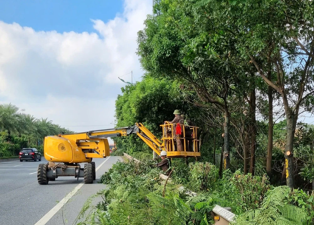Hà Nội di chuyển, chặt hạ cây xanh phục vụ dự án giao thông trọng điểm - Ảnh 3.