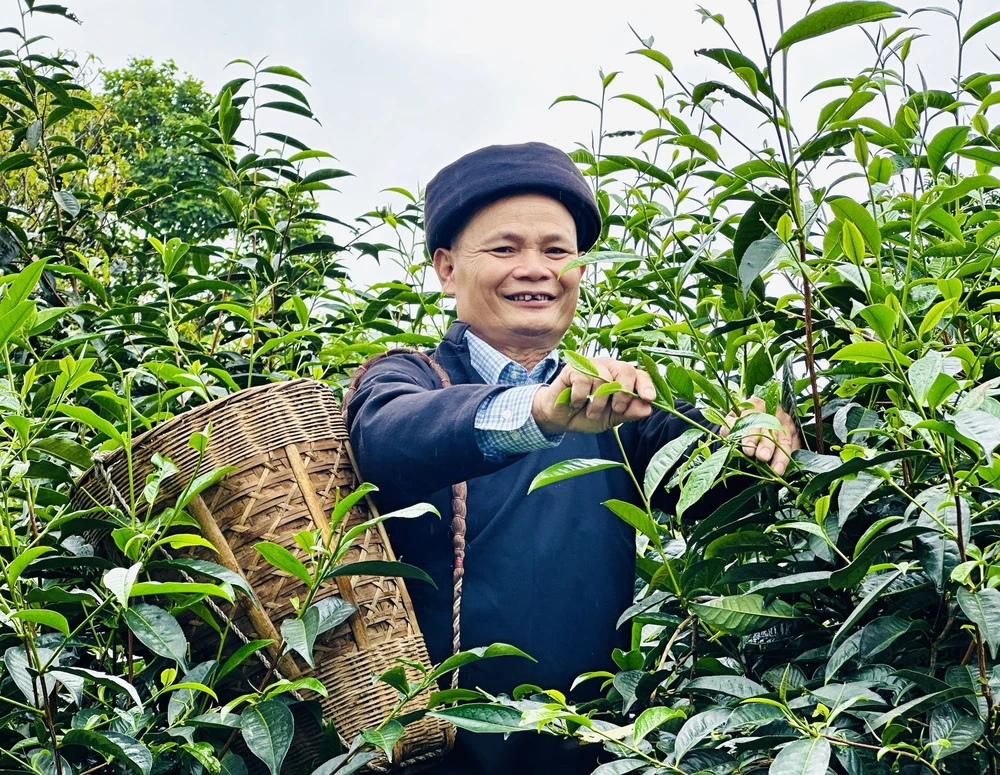 Giúp hương chè Shan Tuyết bay xa - Ảnh 2. Giúp hương chè Shan Tuyết bay xa - Ảnh 2.
