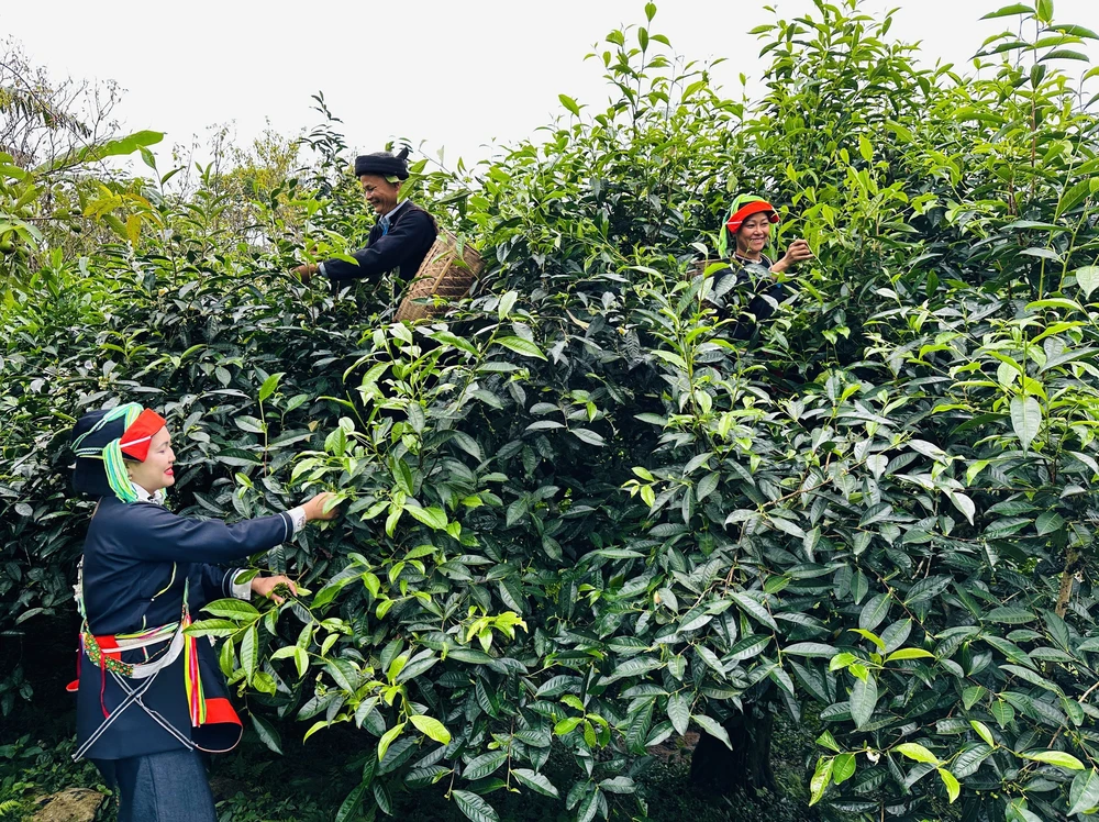 Giúp hương chè Shan Tuyết bay xa - Ảnh 3. Giúp hương chè Shan Tuyết bay xa - Ảnh 3.