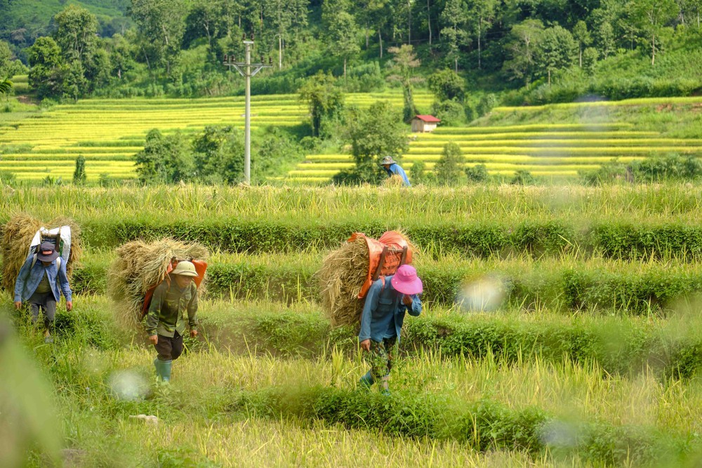 Mùa vàng óng ánh trên cánh đồng bậc thang Huổi Thanh - Ảnh 10.