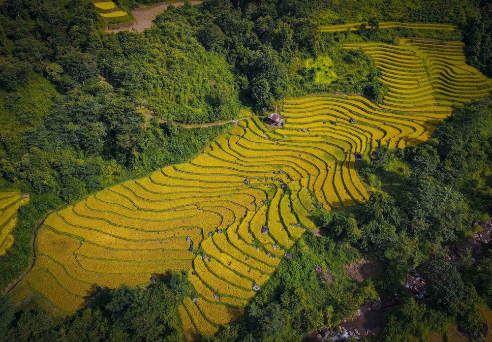 Mùa vàng óng ánh trên cánh đồng bậc thang Huổi Thanh - Ảnh 5.