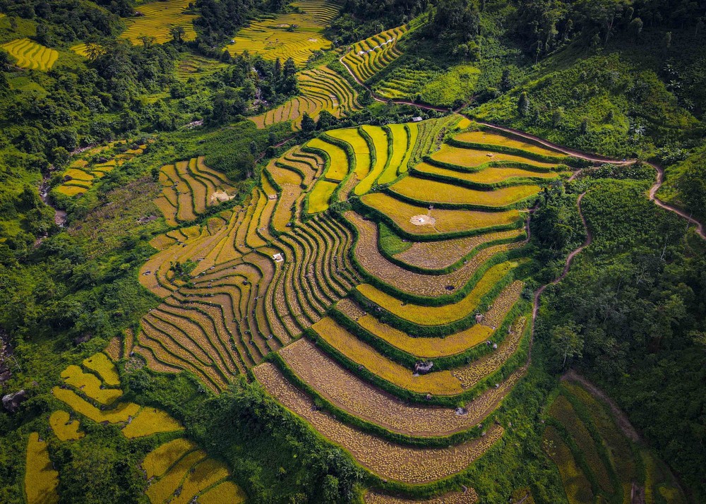 Mùa vàng óng ánh trên cánh đồng bậc thang Huổi Thanh - Ảnh 7.