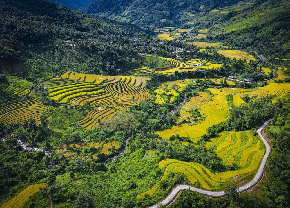Mùa vàng óng ánh trên cánh đồng bậc thang Huổi Thanh - Ảnh 8.