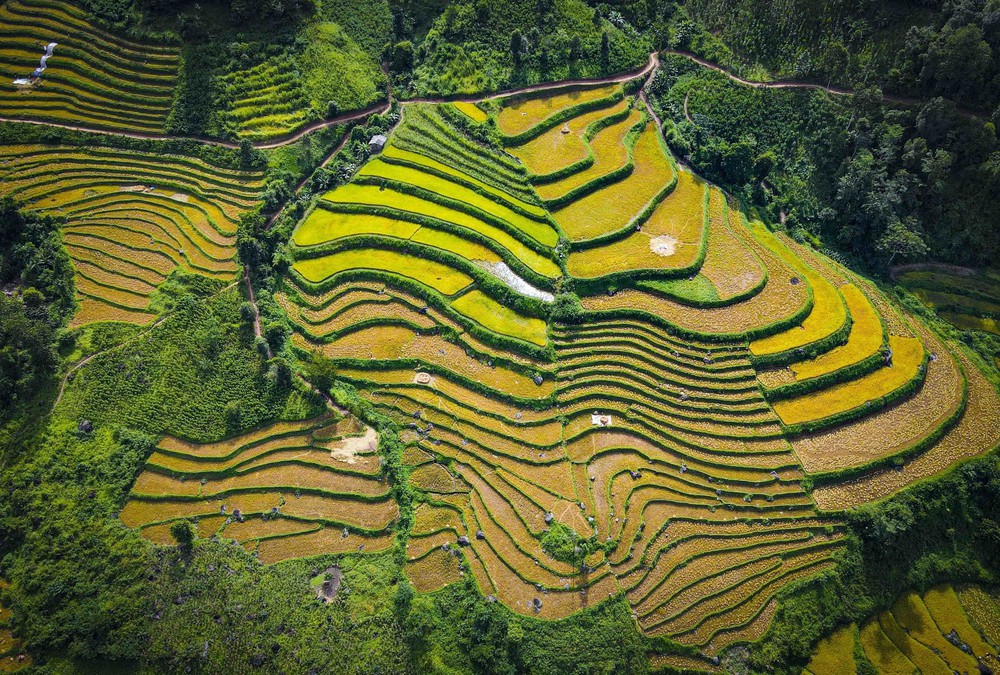 Mùa vàng óng ánh trên cánh đồng bậc thang Huổi Thanh - Ảnh 19.