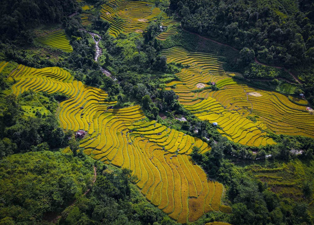 Mùa vàng óng ánh trên cánh đồng bậc thang Huổi Thanh - Ảnh 3.