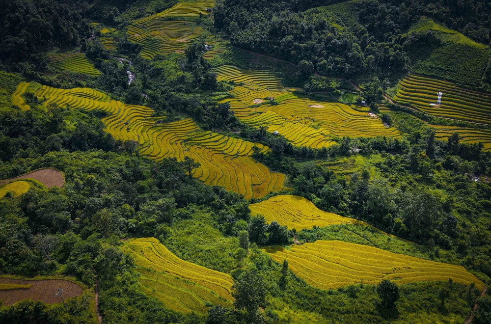 Mùa vàng óng ánh trên cánh đồng bậc thang Huổi Thanh - Ảnh 4.