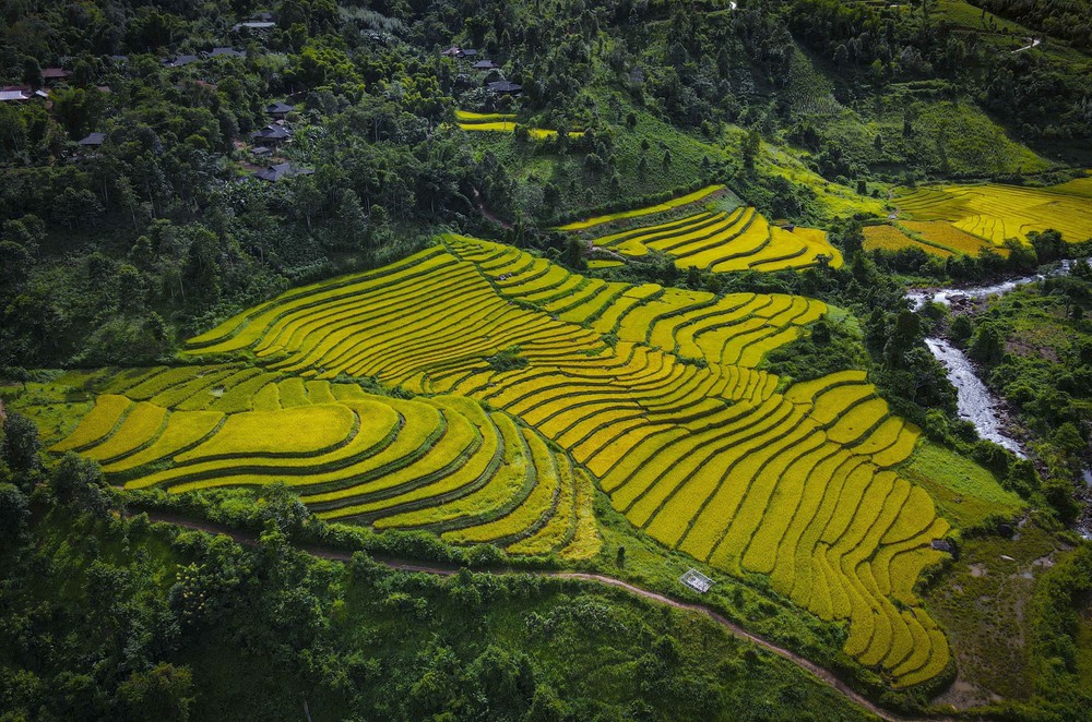 Mùa vàng óng ánh trên cánh đồng bậc thang Huổi Thanh - Ảnh 6.