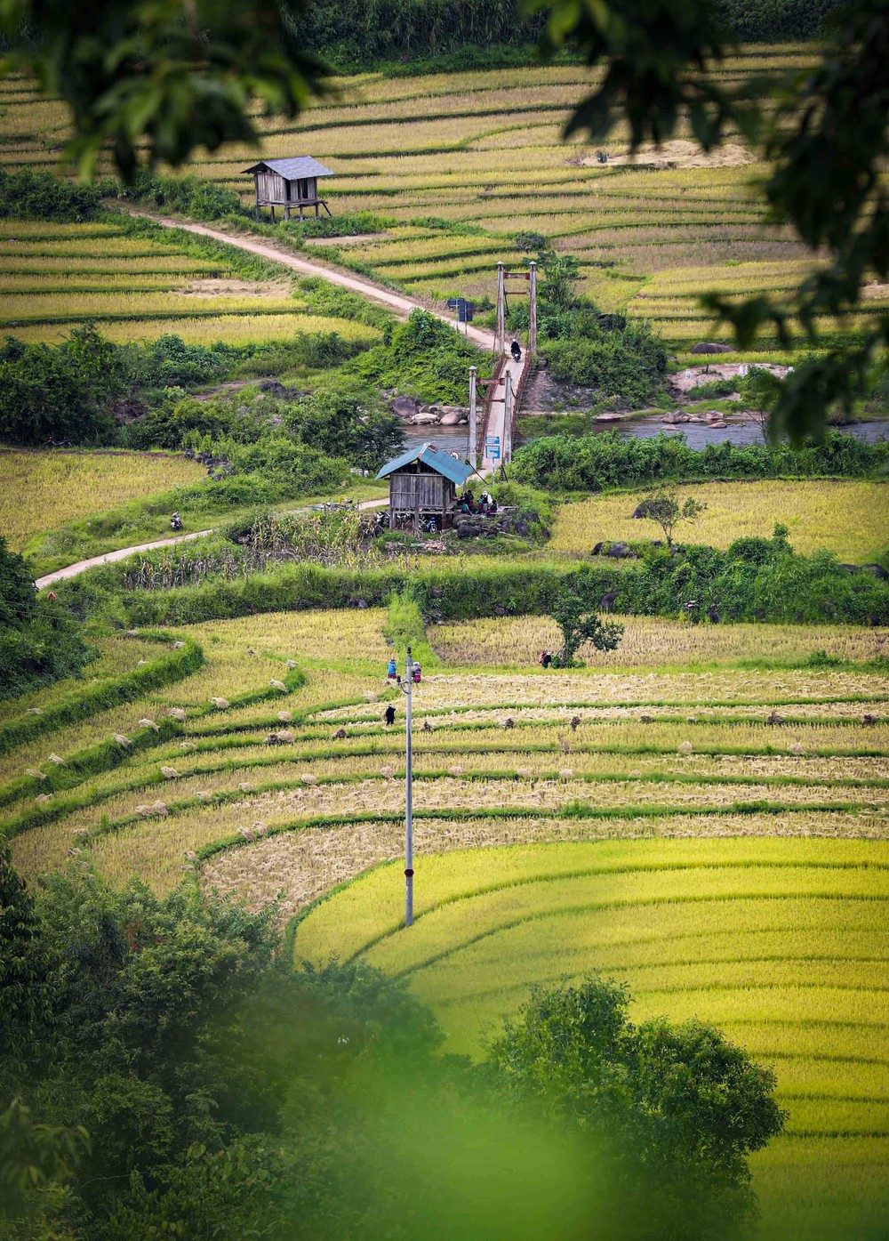 Mùa vàng óng ánh trên cánh đồng bậc thang Huổi Thanh - Ảnh 13.