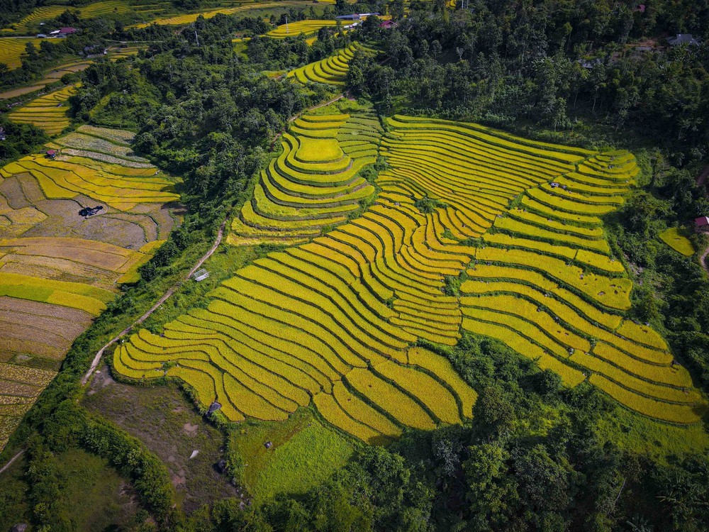 Mùa vàng óng ánh trên cánh đồng bậc thang Huổi Thanh - Ảnh 12.