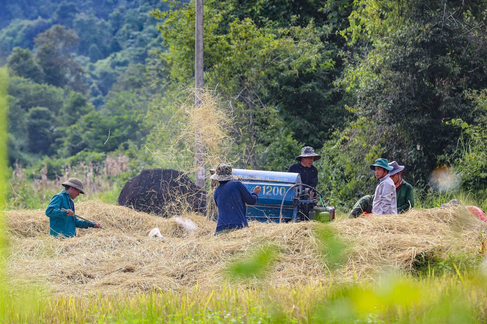 Mùa vàng óng ánh trên cánh đồng bậc thang Huổi Thanh - Ảnh 9.
