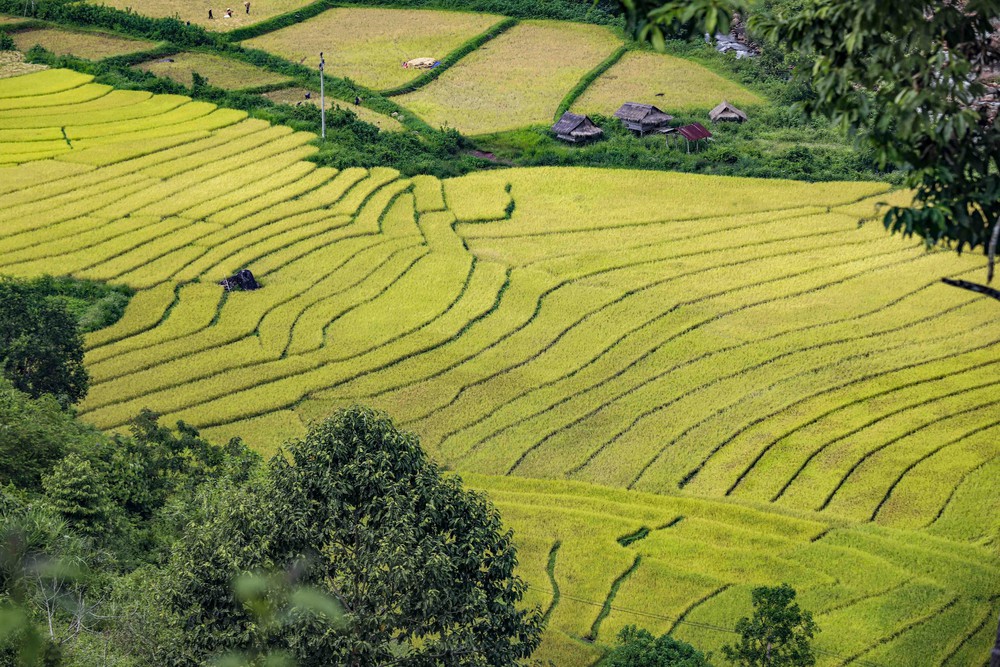 Mùa vàng óng ánh trên cánh đồng bậc thang Huổi Thanh - Ảnh 16.