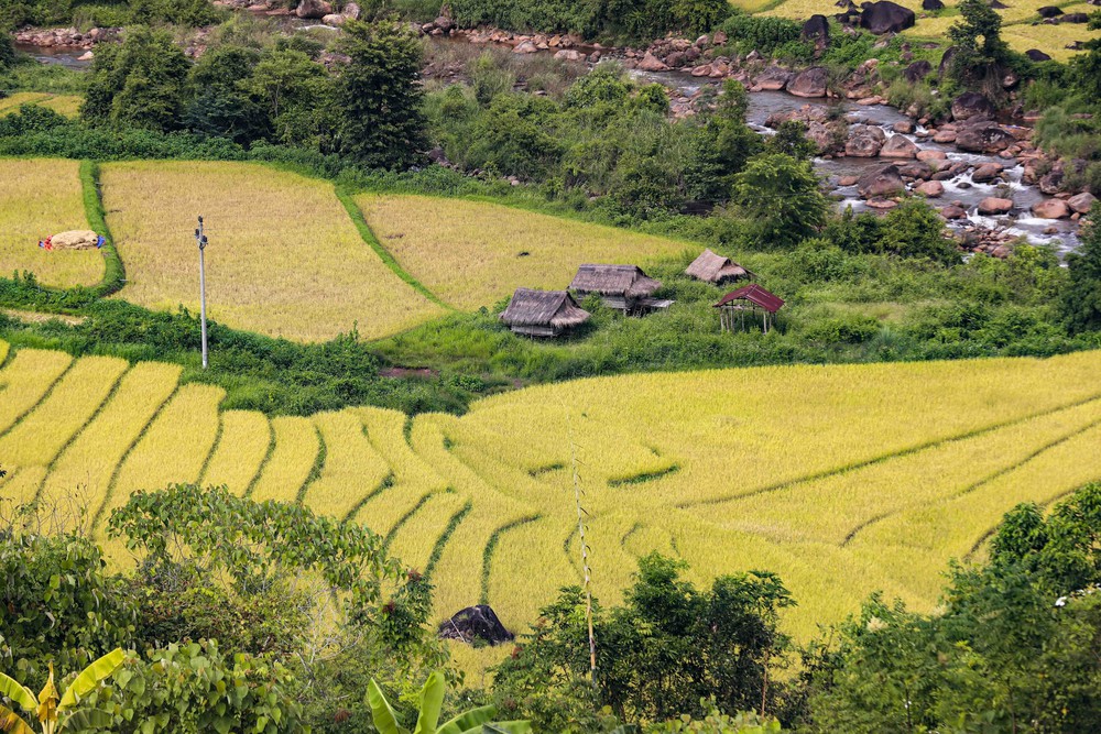 Mùa vàng óng ánh trên cánh đồng bậc thang Huổi Thanh - Ảnh 17.