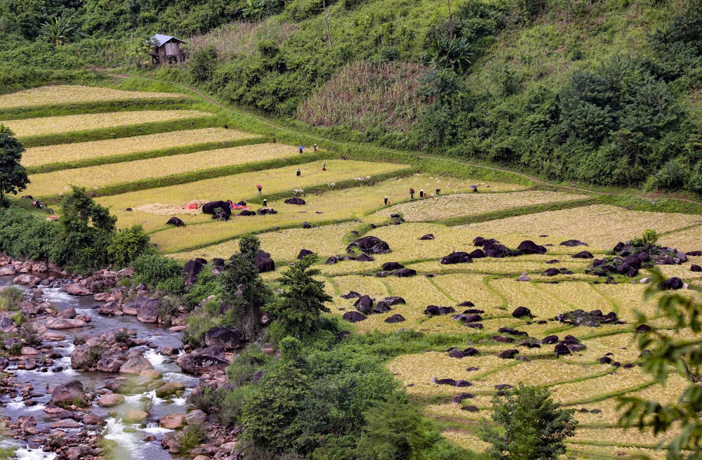 Mùa vàng óng ánh trên cánh đồng bậc thang Huổi Thanh - Ảnh 18.