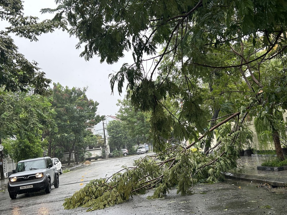 Huế: Nhiều cây xanh, phương tiện đổ ngã do ảnh hưởng cơn bão số 10 - Ảnh 3.