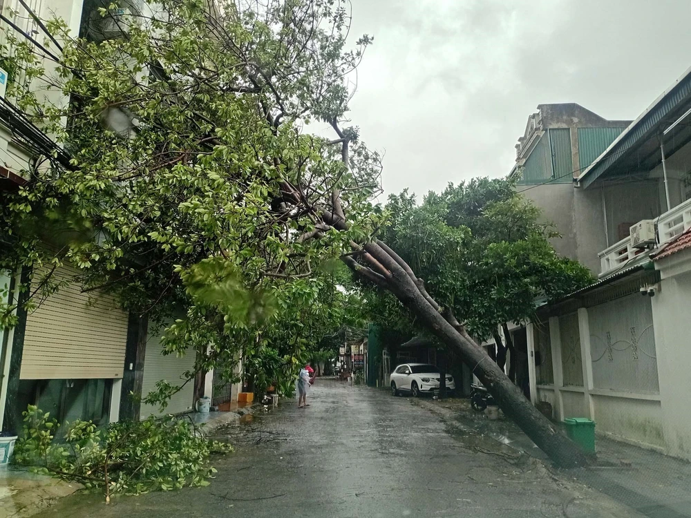 Bão số 10 gây ngập lụt, đỗ gãy nhiều cây xanh tại Thanh Hóa - Ảnh 3.