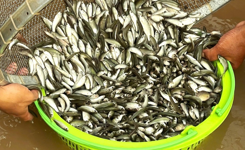 Rộn ràng mùa cá linh non nơi đầu nguồn châu thổ Cửu Long - Ảnh 1.