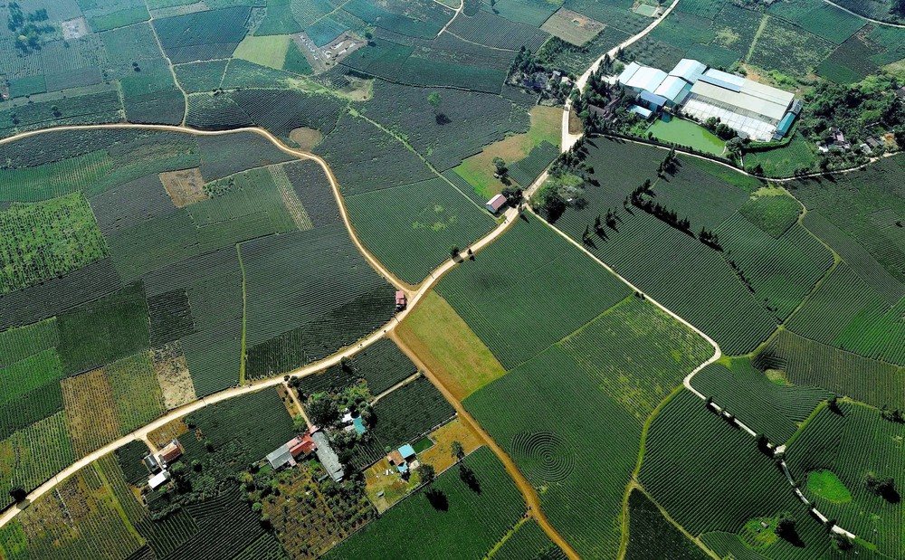 Vẻ đẹp thơ mộng vùng chè xã Bình Thuận, tỉnh Sơn La - Ảnh 12.