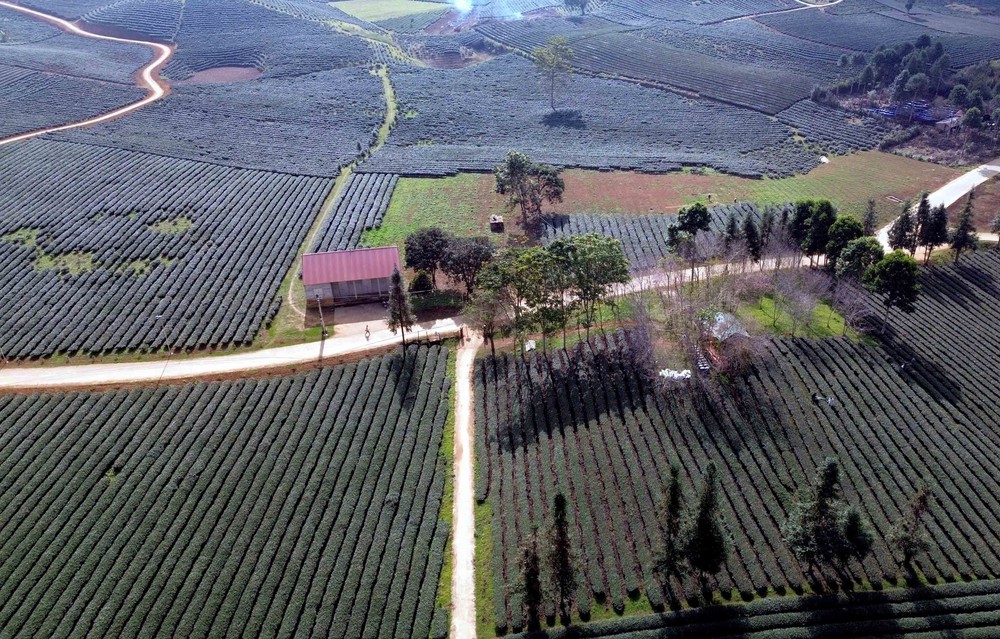 Vẻ đẹp thơ mộng vùng chè xã Bình Thuận, tỉnh Sơn La - Ảnh 6.