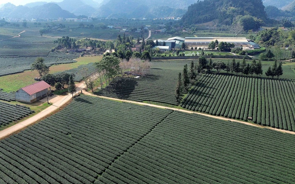 Vẻ đẹp thơ mộng vùng chè xã Bình Thuận, tỉnh Sơn La - Ảnh 8.