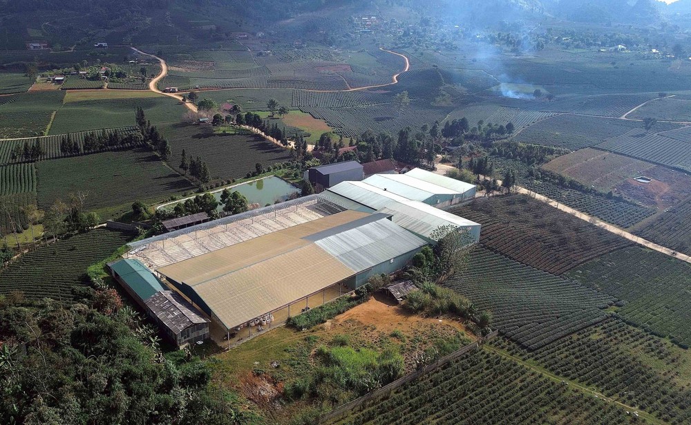 Vẻ đẹp thơ mộng vùng chè xã Bình Thuận, tỉnh Sơn La - Ảnh 14.