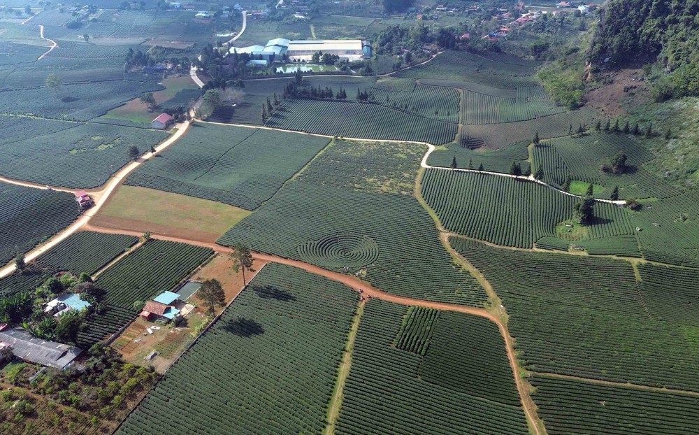 Vẻ đẹp thơ mộng vùng chè xã Bình Thuận, tỉnh Sơn La - Ảnh 9.