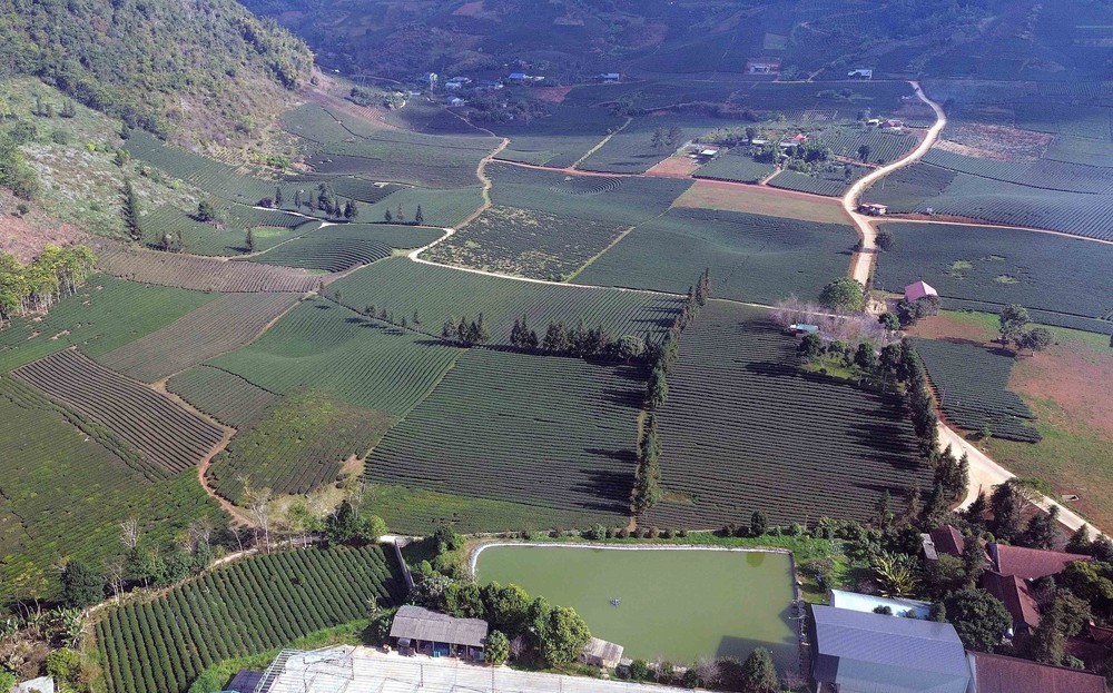 Vẻ đẹp thơ mộng vùng chè xã Bình Thuận, tỉnh Sơn La - Ảnh 11.