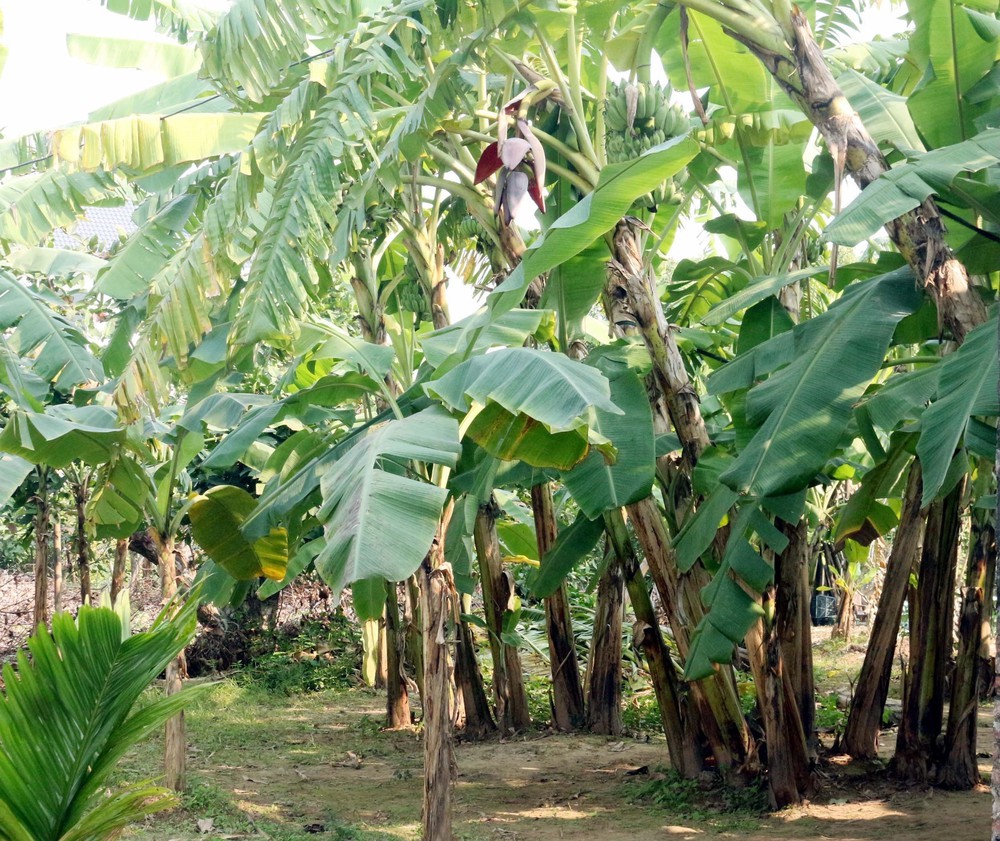 Ngôi nhà Bá Kiến – Chứng tích của thời phong kiến Việt Nam - Ảnh 3.