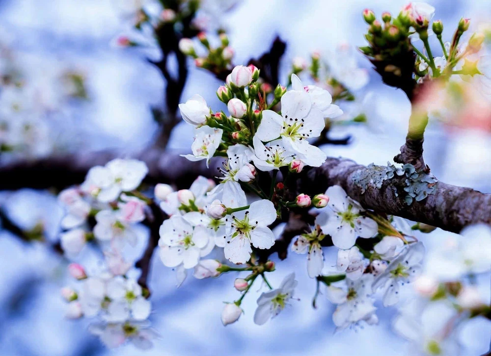 Lễ hội hoa lê Hồng Thái - điểm hẹn mùa Xuân vùng cao Tuyên Quang - Ảnh 3.