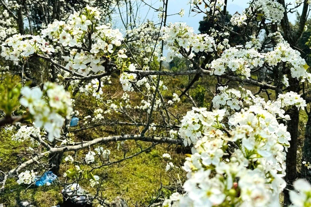 Lễ hội hoa lê Hồng Thái - điểm hẹn mùa Xuân vùng cao Tuyên Quang - Ảnh 2.