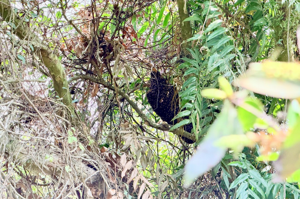 Khám phá rừng tràm đẹp và nổi tiếng nhất Việt Nam - Ảnh 11.