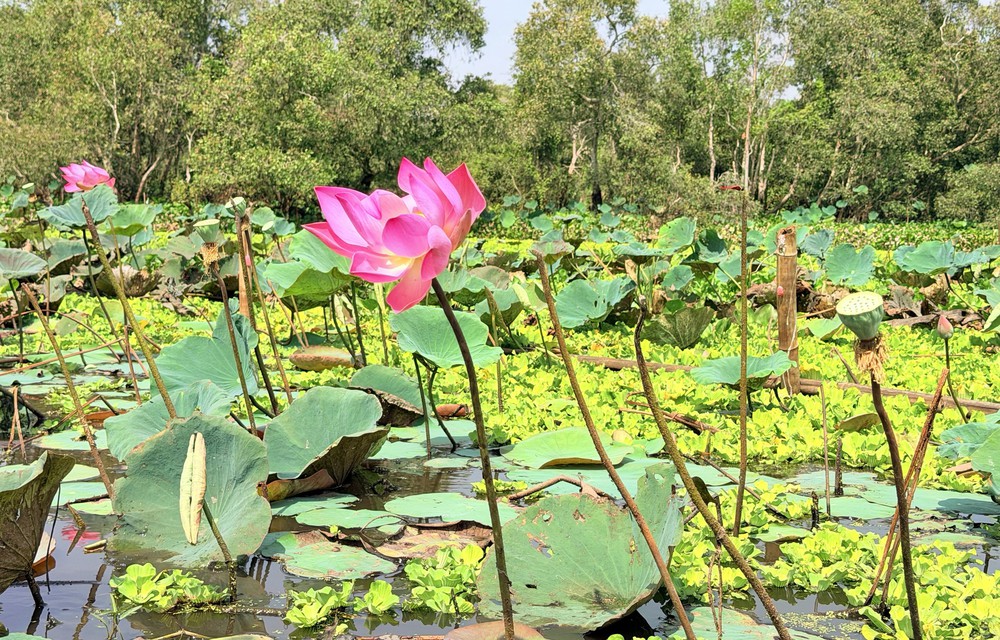 Khám phá rừng tràm đẹp và nổi tiếng nhất Việt Nam - Ảnh 12.