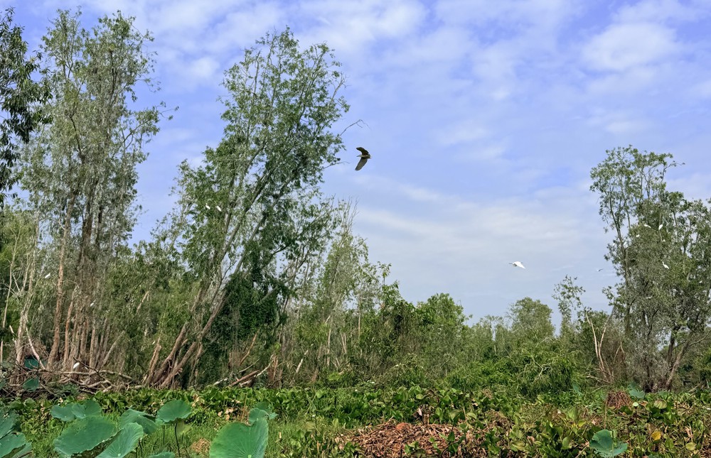 Khám phá rừng tràm đẹp và nổi tiếng nhất Việt Nam - Ảnh 8.