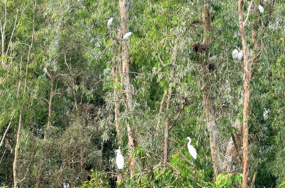 Khám phá rừng tràm đẹp và nổi tiếng nhất Việt Nam - Ảnh 9.