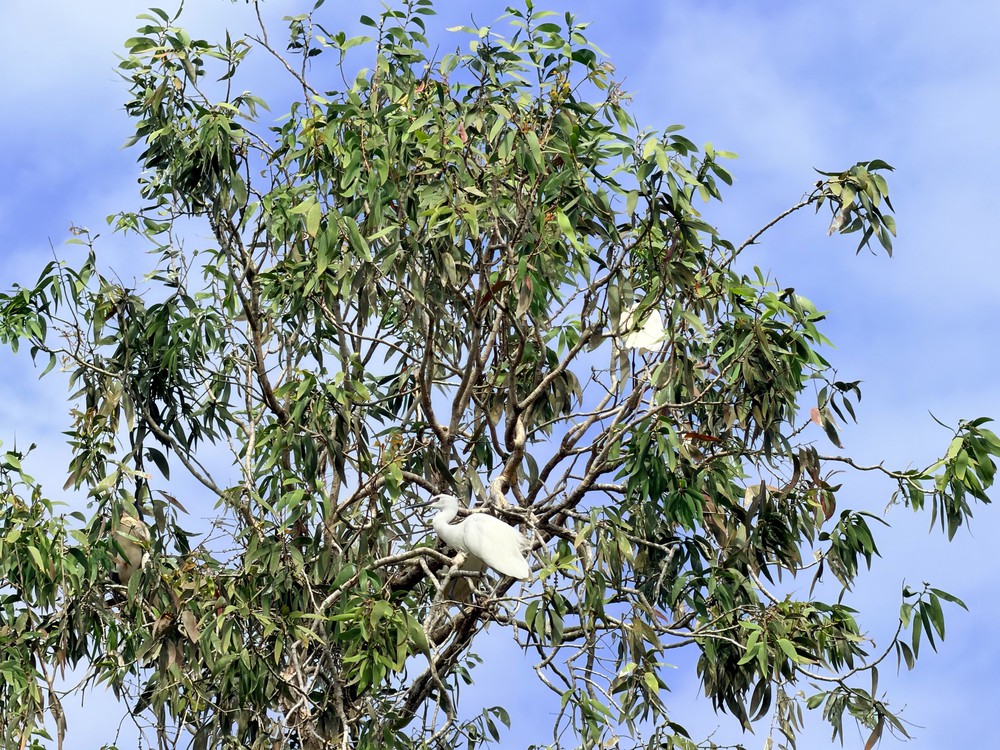 Khám phá rừng tràm đẹp và nổi tiếng nhất Việt Nam - Ảnh 10.