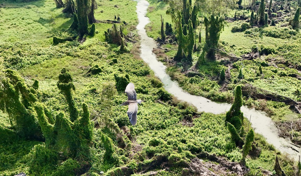 Khám phá rừng tràm đẹp và nổi tiếng nhất Việt Nam - Ảnh 2.