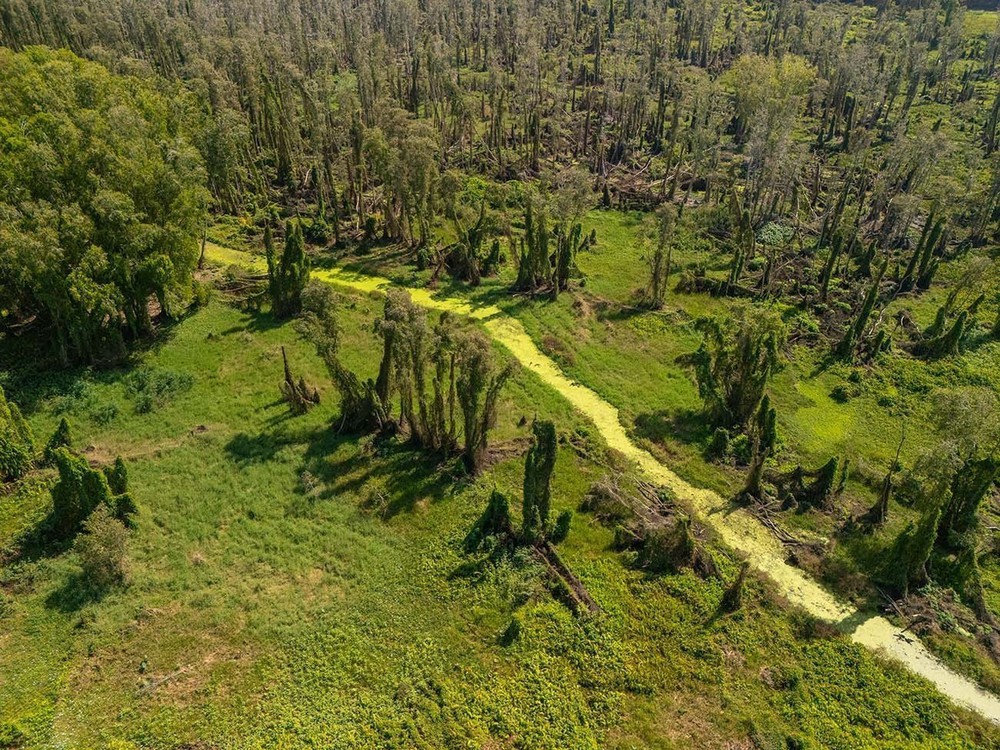 An Giang: Khu du lịch sinh thái Rừng tràm Trà Sư hướng đến phát triển du lịch sinh thái bền vững - Ảnh 10.
