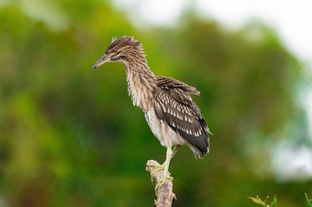 An Giang: Khu du lịch sinh thái Rừng tràm Trà Sư hướng đến phát triển du lịch sinh thái bền vững - Ảnh 9.