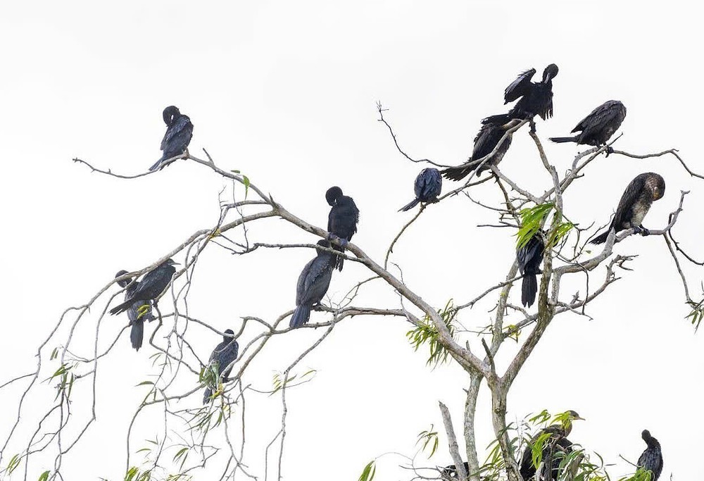 An Giang: Khu du lịch sinh thái Rừng tràm Trà Sư hướng đến phát triển du lịch sinh thái bền vững - Ảnh 6.