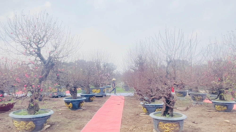 Hoa đào khoe sắc tại Lễ hội “Đào Nhật Tân - sắc xuân Hồng Hà” - Ảnh 2.