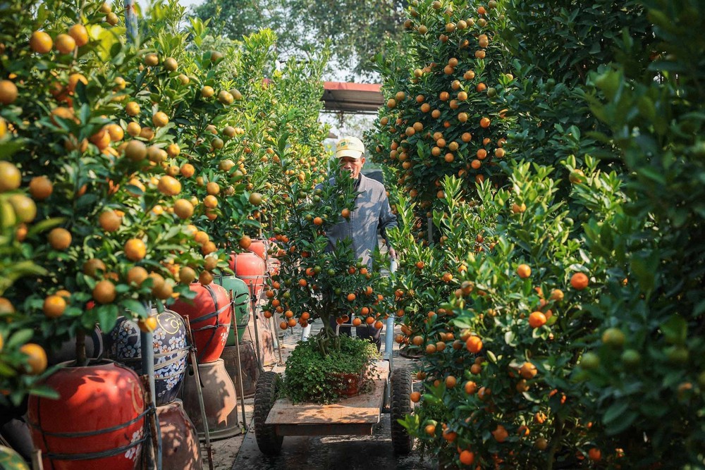 Quất cảnh Tứ Liên: "di sản" xanh của Tết Việt - Ảnh 2.